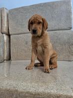 Labrador Red fox reu pup 12 weken oud, 8 tot 15 weken, Eén hond, Nederland, Particulier