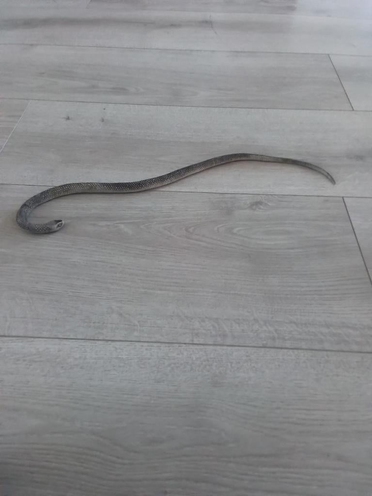 Rubberen slang, Ophalen