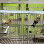 Major putter Koppel 2025, Dieren en Toebehoren, Vogels | Overige Vogels, Meerdere dieren, Wildzangvogel, Geringd