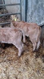 nukka's, Meerdere dieren, 0 tot 2 jaar