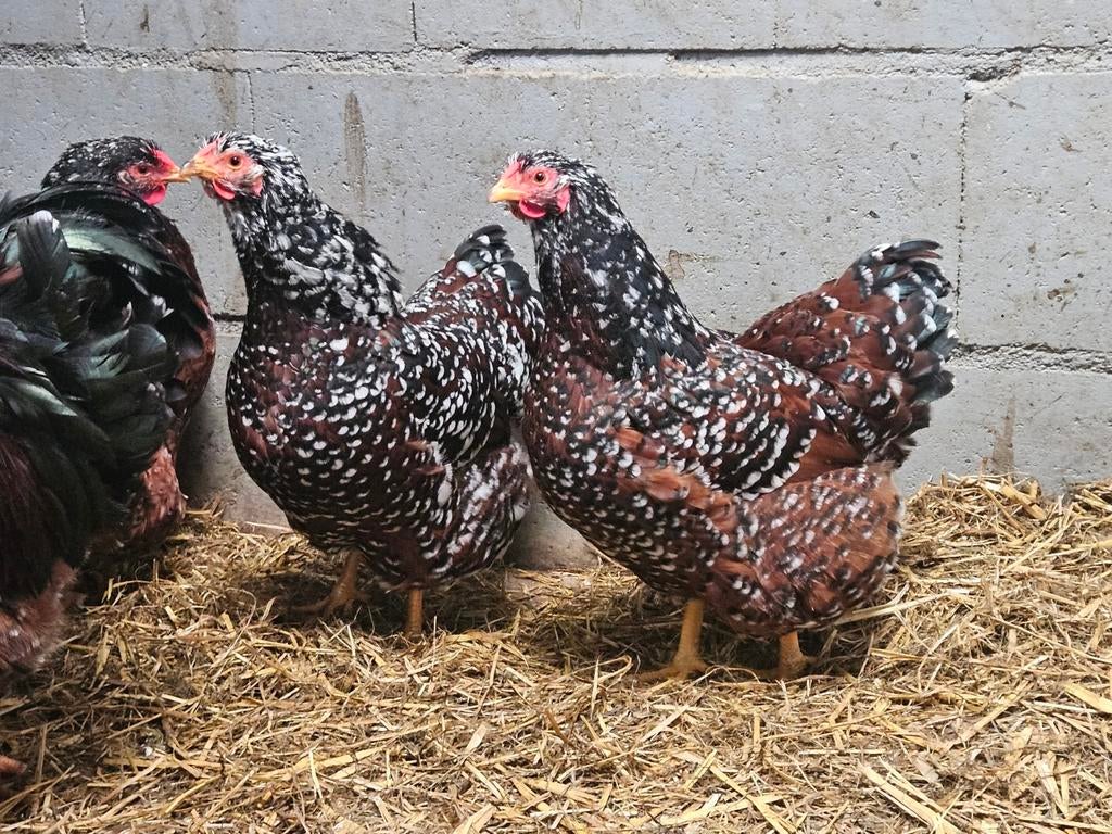 Zeldzame grote wyandotte broedeieren roodporselein, Dieren en Toebehoren, Pluimvee, Geslacht onbekend, Kip