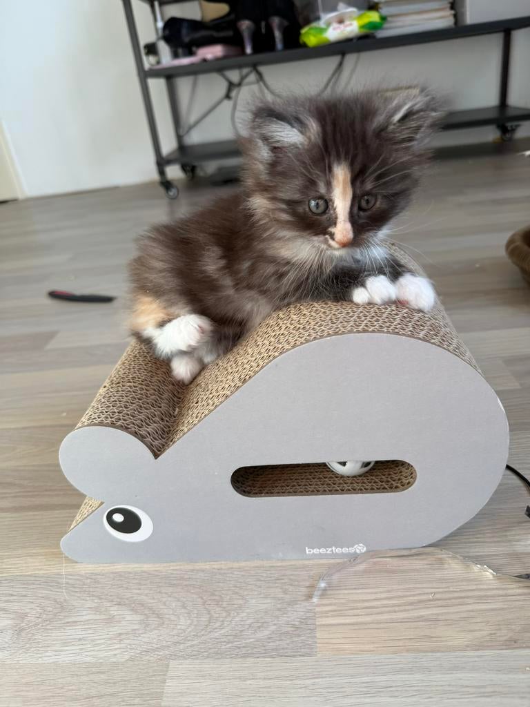 Main Coon kittens, Dieren en Toebehoren, Meerdere dieren, Ontwormd