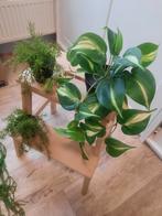 9 Kunst planten, hang- en staand, Ophalen of Verzenden, Zo goed als nieuw