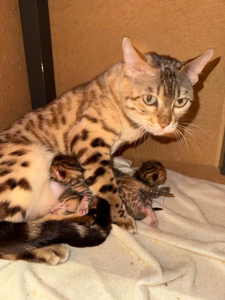 Bengaal kittens!, Poes, Kortharig, 0 tot 2 jaar