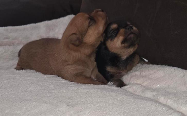 PRACHTIGE SHIH POM PUPS TE RESERVEREN..., Dieren en Toebehoren, Honden | Chihuahua's en Gezelschapshonden, Meerdere dieren, Overige rassen