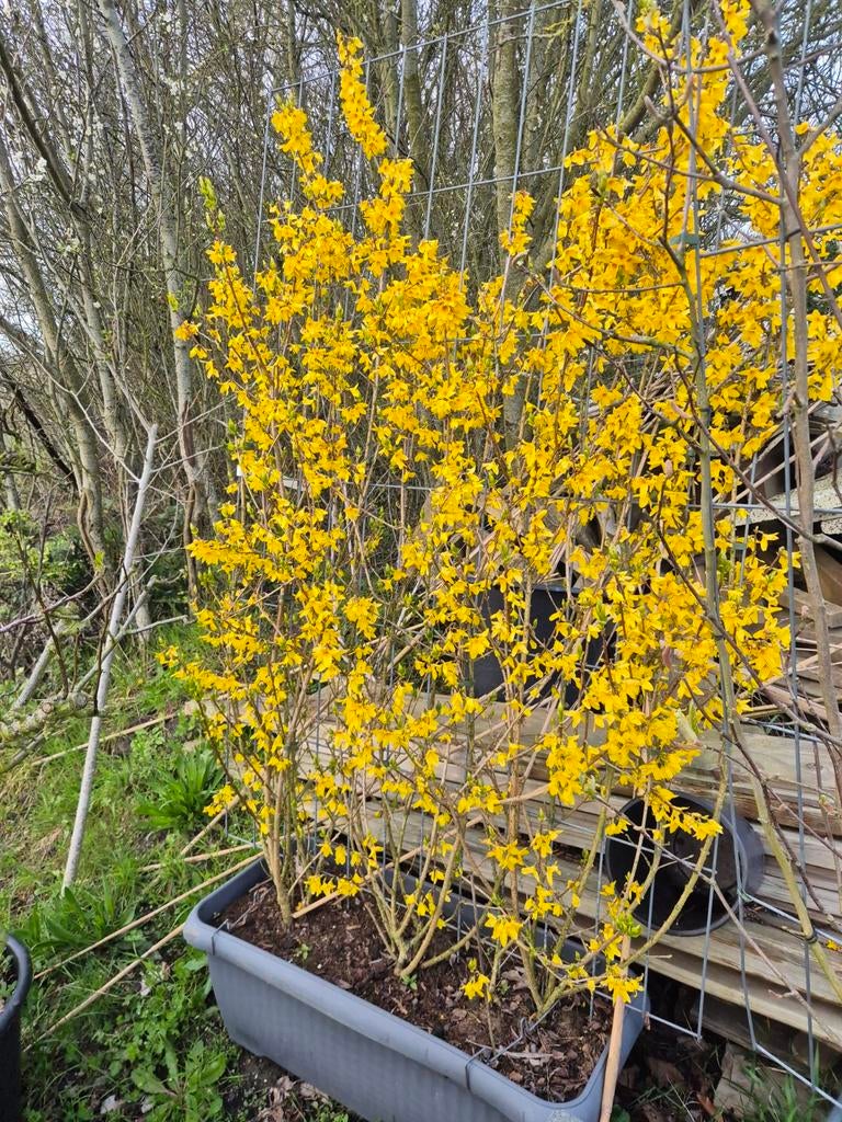Een forsythia in een bak., Ophalen, Overige soorten, Volle zon