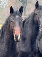 2 jarige dressuurhengst dubbel Olympisch bloed, Dieren en Toebehoren, Hengst, Dressuurpaard, 0 tot 2 jaar