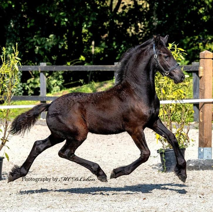 Luxe Friese enter hengst, Dieren en Toebehoren, Paarden, Hengst, Niet van toepassing, Minder dan 160 cm, 0 tot 2 jaar, Met stamboom