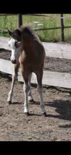 Bloedmooie sectie a welsh jaarling hengst, Dieren en Toebehoren, Pony's, Met stamboom, Niet van toepassing, 0 tot 2 jaar, Hengst