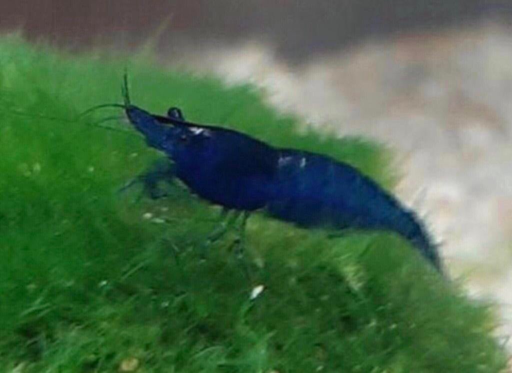 Mooie Blauwe Garnalen (High Grade), Kreeft, Krab of Garnaal, Zoetwatervis, Schoolvis