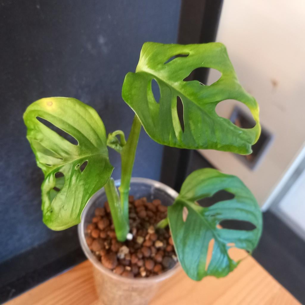 Monstera adansonii stek nr 18, Huis en Inrichting, Ophalen of Verzenden, Halfschaduw, Minder dan 100 cm