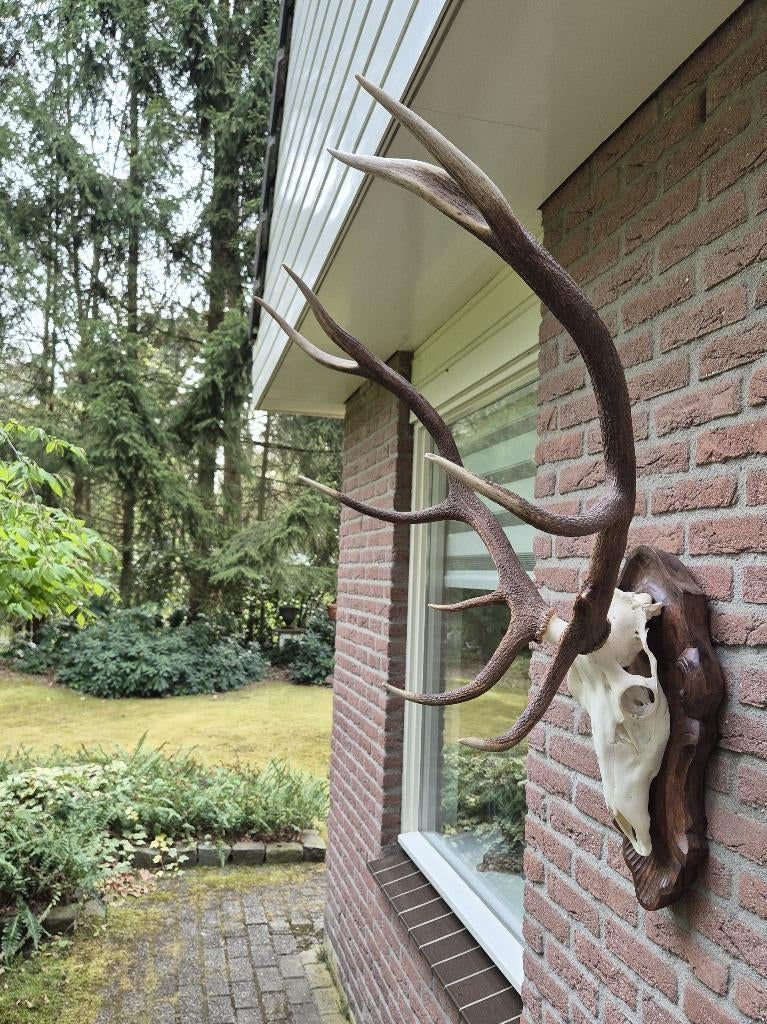 Mooi Groot Edelhert Gewei Jacht Mancave Overkapping g74, Ophalen, Zo goed als nieuw, Hert, Gewei of Kop