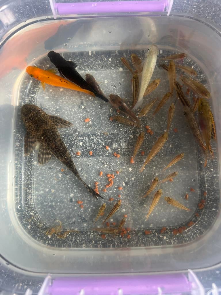 Gratis Aquarium vissen vandaag meenemen gratis, Dieren en Toebehoren, Vissen | Aquariumvissen, Vis