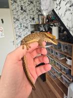 Sarasinorum, Ophalen of Verzenden, Minder dan 10 m²