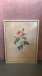 Redoute rozenprint, Ophalen of Verzenden