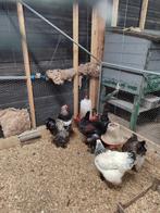 Brahma broedeieren, Dieren en Toebehoren, Pluimvee, Geslacht onbekend, Kip