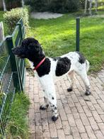 Dekreu aangeboden: Frenkie  (Labradoodle, 3 jaar), Dieren en Toebehoren, Reu, Parvo, Eén hond, 3 tot 5 jaar