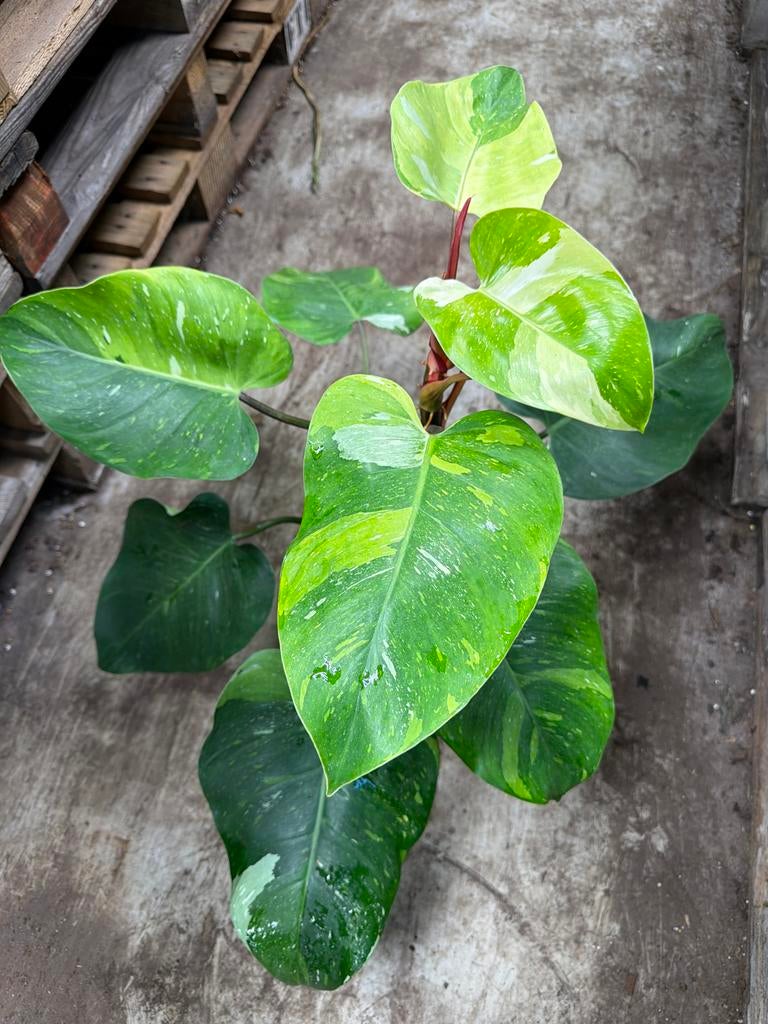 Philodendron Fresh Aurea - Nieuwe Zeldzame Plant!, Ophalen of Verzenden