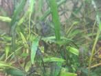 Gratis aquariumplanten cryptocoryne, Ophalen