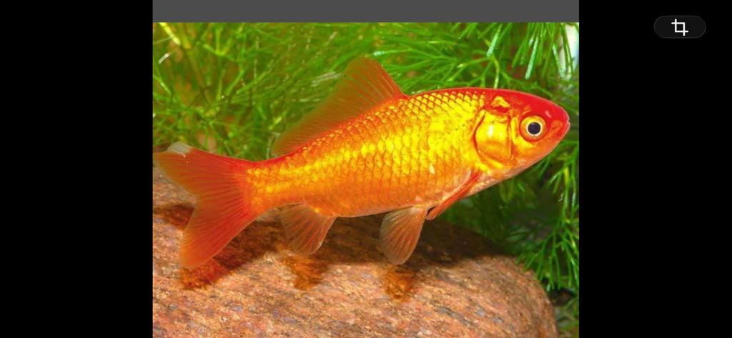 Gezocht gratis goudvissen, Dieren en Toebehoren, Goudvis(sen)