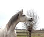 Div Arabische volbloeds (Arabier) (Arabisch), Dieren en Toebehoren, Paarden, Merrie, Met stamboom, Niet van toepassing, 3 tot 6 jaar