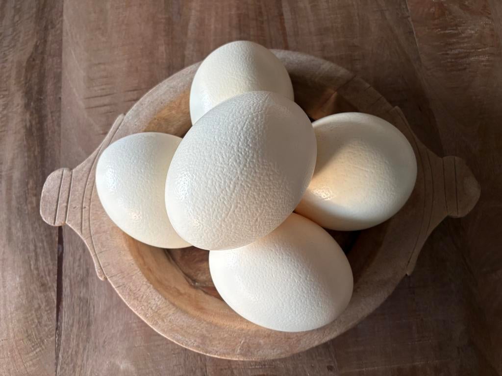 5 originele struisvogel eieren, Ophalen of Verzenden, Zo goed als nieuw