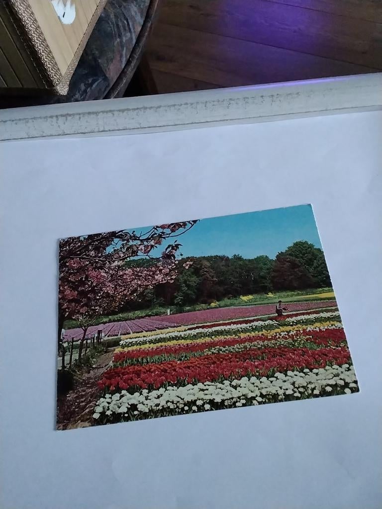 HOLLAND. BLOEMENLAND. 1980, Ophalen of Verzenden, 1980 tot heden, Zuid-Holland