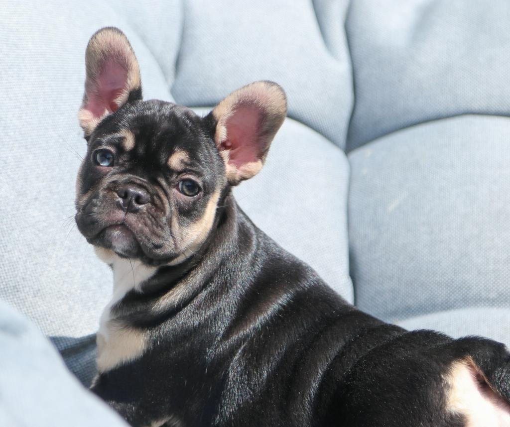 Franse bulldog pups met blauwe ogen, Dieren en Toebehoren, Honden | Bulldogs, Pinschers en Molossers, Parvo, 8 tot 15 weken, Bulldog