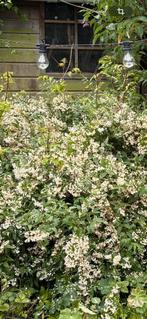 Deutzia (bruidsbloem) struik, zelf weghalen, Ophalen, Overige soorten, Struik, 100 tot 250 cm