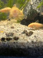 Helena slakken, Dieren en Toebehoren, Slak of Weekdier