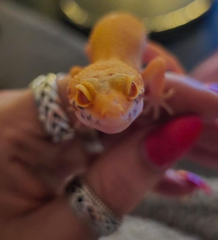 2 luipaard Gekko's te koop (vrouwtjes) Leopard Gecko - female for sale from DH