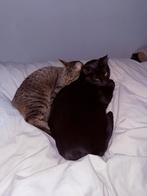 Op zoek naar een liefdevolle huis., Poes