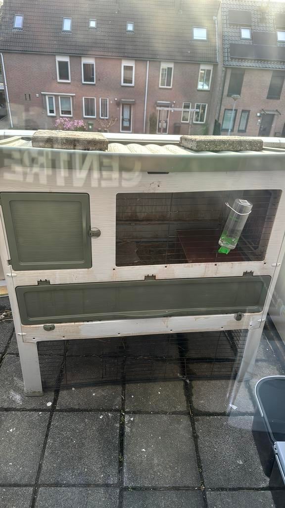 2 konijnen incl hok en toebehoren, 110 cm of meer, Ophalen of Verzenden, Zo goed als nieuw, 90 cm of meer