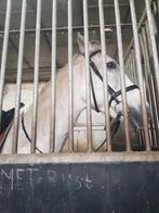 Huur stal delen, Stalling, 1 paard of pony