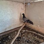 Erlauer hoogvlieger doffer., Dieren en Toebehoren, Vogels | Duiven, Mannelijk, Kropper