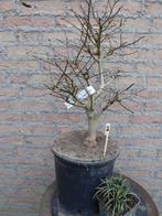Bonsai: Ulmus (Iep), Tuin en Terras, Planten | Bomen, Ophalen, Bloeit niet, Halfschaduw, Overige soorten