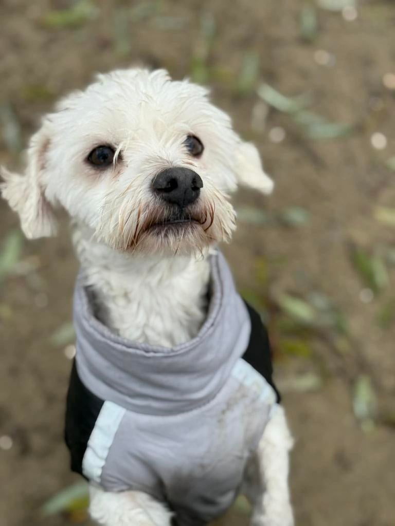 VERMIST  2 MALTEZER LEEUWTJES, 6 jaar of ouder, Maltezer, Reu, Parvo