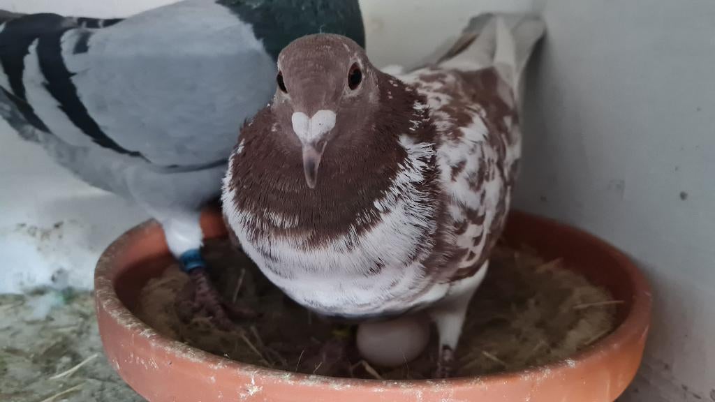 Gratis Postduiven, Meerdere dieren, Postduif