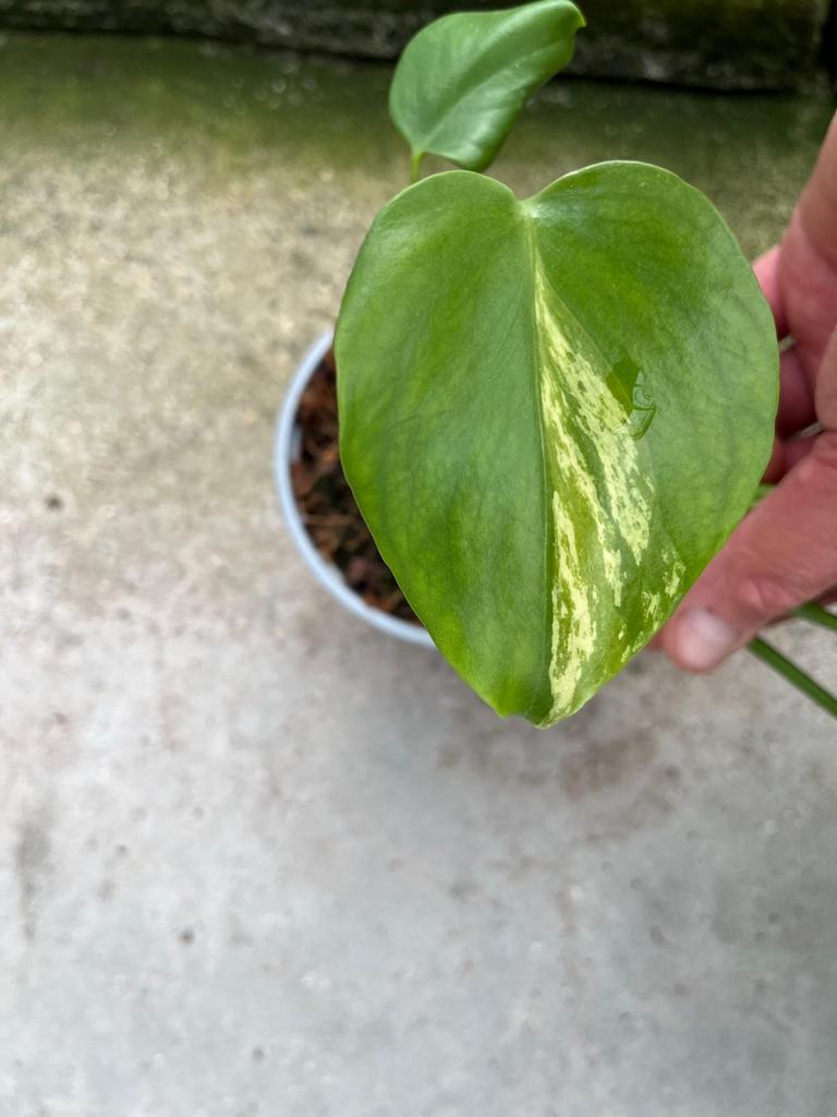 Monstera variegata, Huis en Inrichting, Kamerplanten, Ophalen of Verzenden, Halfschaduw, Minder dan 100 cm