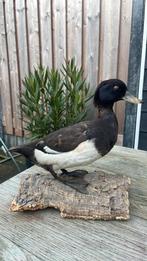 Opgezette vogel taxidermie mancave, Ophalen of Verzenden, Gebruikt, Vogel, Opgezet dier