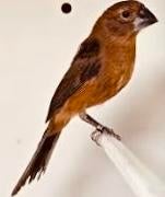 Te koop GEZOCHT een Braziliaanse blauwe bischop pop, Dieren en Toebehoren, Vogels | Overige Vogels, Vrouwelijk