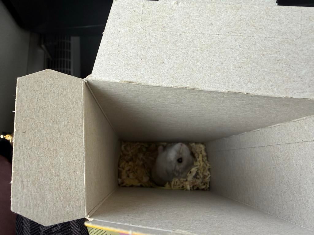 Hamster gratis, December, Mannelijk, Hamster