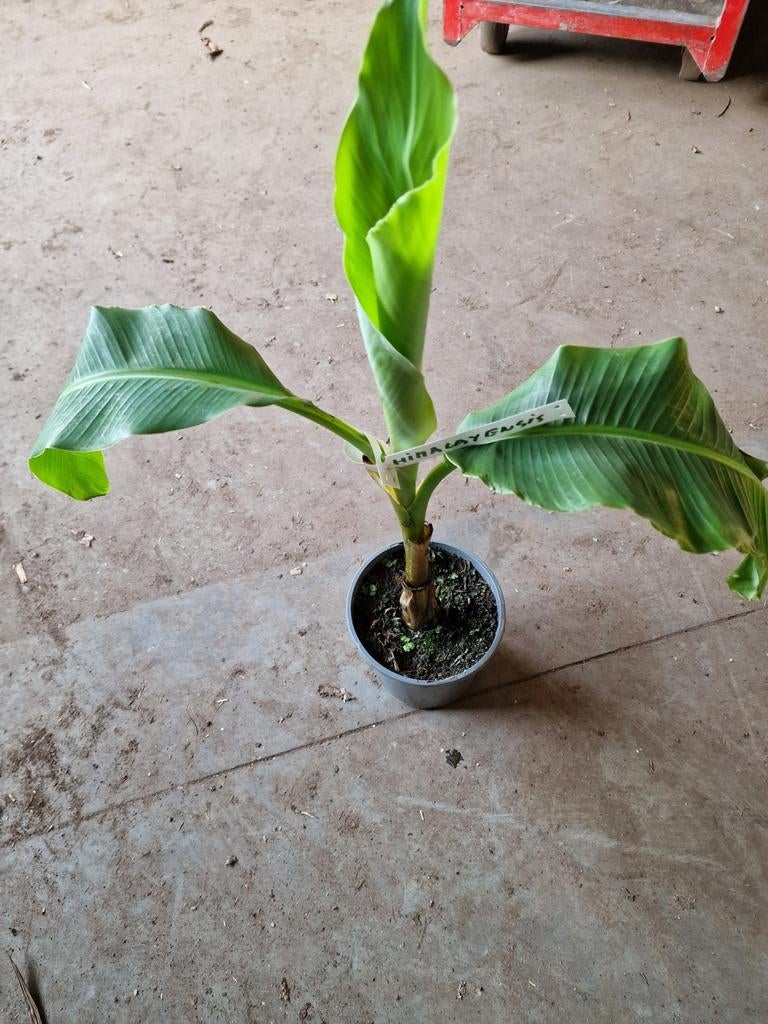 Musa himalayensis x specinosa., Ophalen of Verzenden, Overige soorten, Halfschaduw