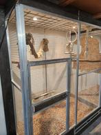 Papegaaien opvang Dordrecht, Dieren en Toebehoren, Meerdere dieren, Papegaai