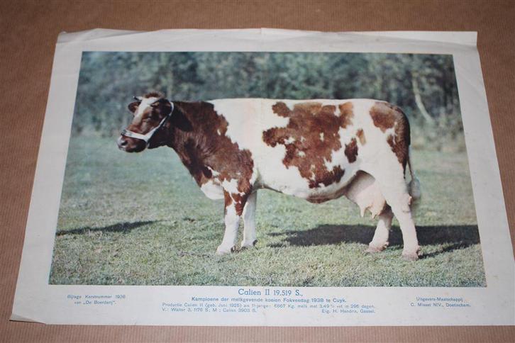 Oude prent - Kampioens koe Calien II - 1938 !!, Verzamelen, Foto's en Prenten, Gebruikt, Overige onderwerpen, Voor 1940, Ophalen of Verzenden