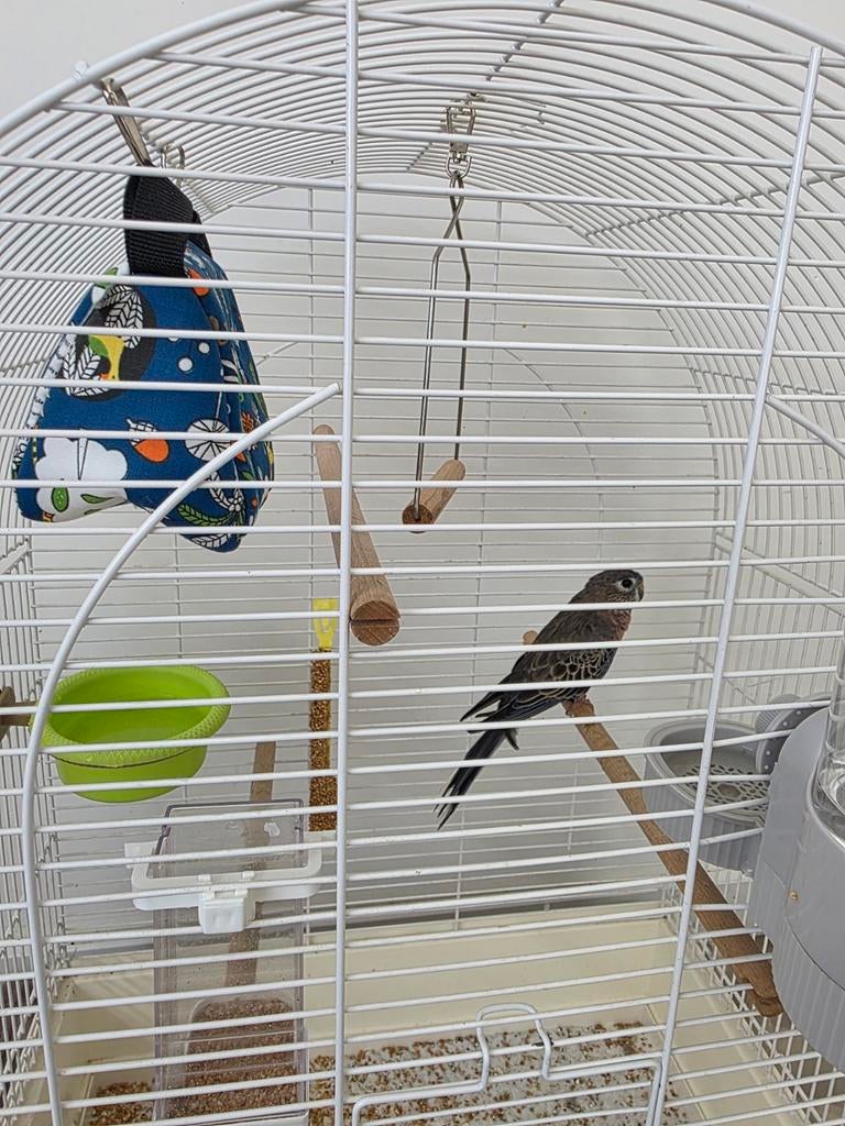 Parkiet (Bourkes), Dieren en Toebehoren, Mannelijk, Parkiet