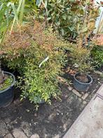 Nandina domestica grote planten de echte 80/90 cm pst 19,95, Vaste plant, Halfschaduw, Zomer, Ophalen