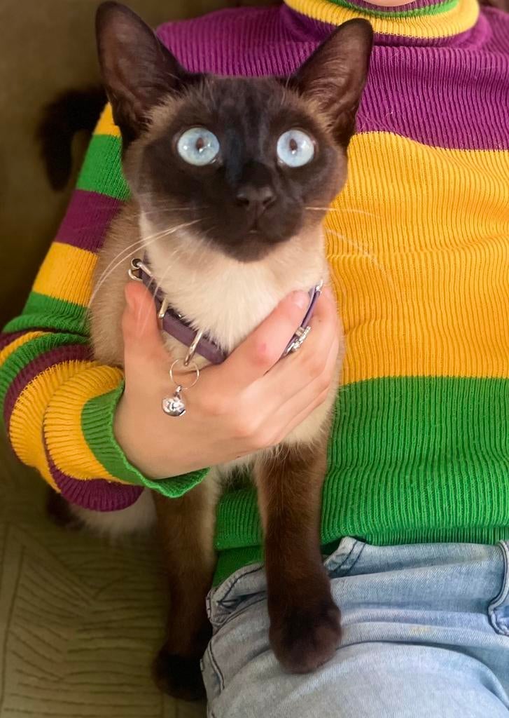 Siamees Dekkater GEZOCHT