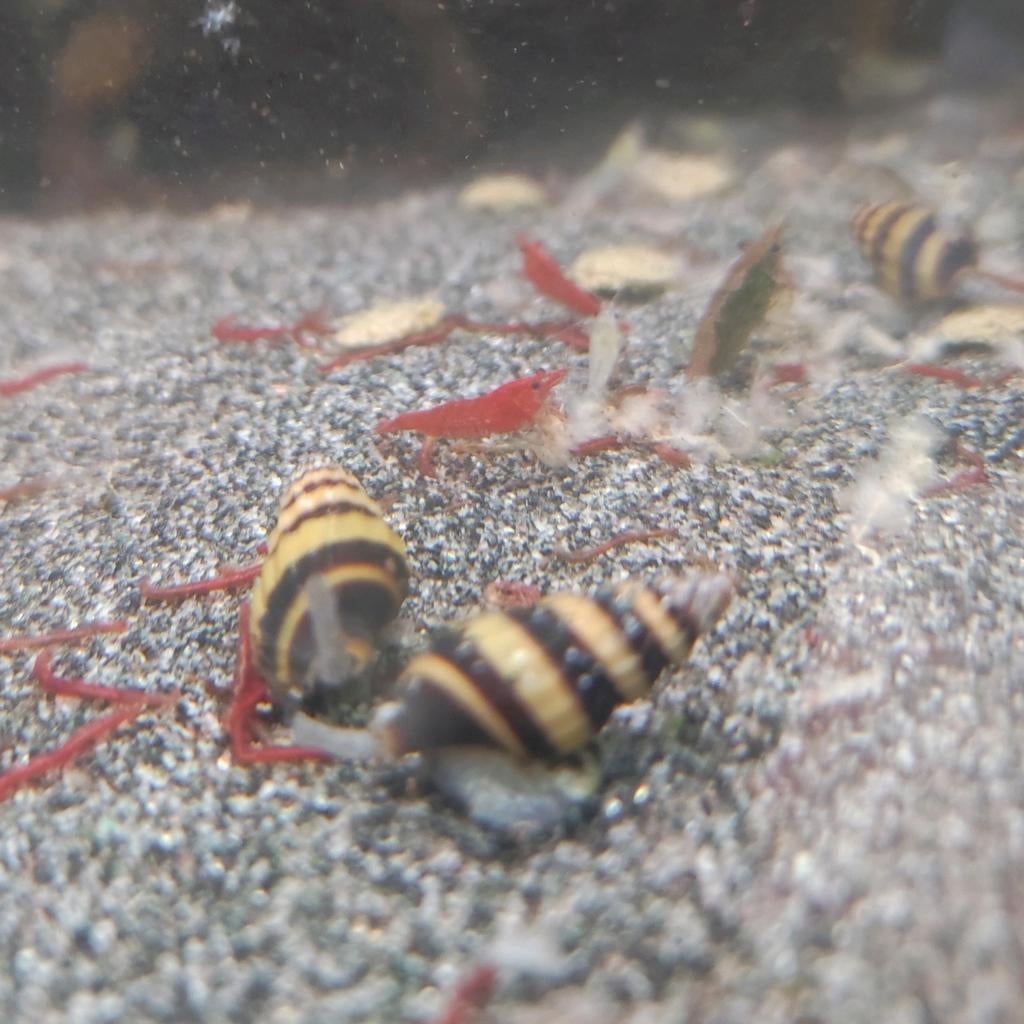 Helena slakken, Slak of Weekdier