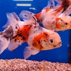 Carrasius auratus, Dieren en Toebehoren, Vis